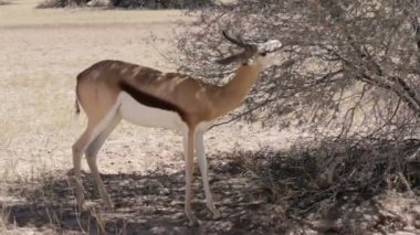 Kgalagadi Milli Parkı, Namibya otlatma springbok antilop portresi