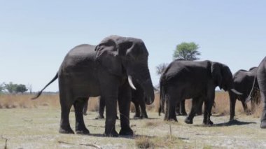işitmek-in Afrika fili Caprivi oyun parkı