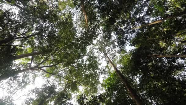 Copas de árboles en el bosque lluvioso sulawesi norte, indonesia — Vídeo de stock