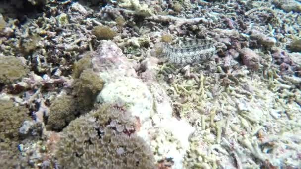 Murène blanche dénudée sur le récif corallien 