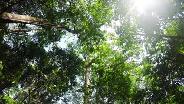 Boomtoppen in de regen forrest Noord sulawesi, Indonesië — Stockvideo