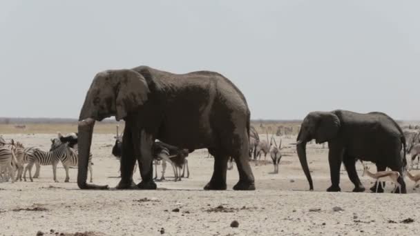 Kudde van Afrikaanse olifanten drinken op een modderige waterput — Stockvideo