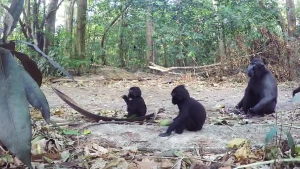 Familj av Celebes crested makak, Sulawesi, Indonesien — Stockvideo