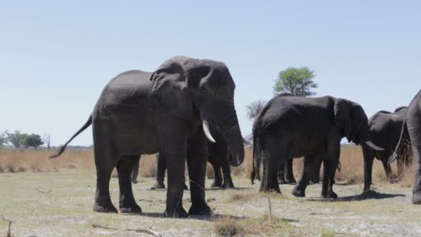 Oído hablar de elefante africano en Caprivi Game Park — Vídeo de stock