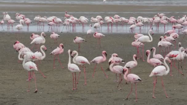 Rosy Flamingo kolónia Walvis Bay Namíbiában — Stock videók