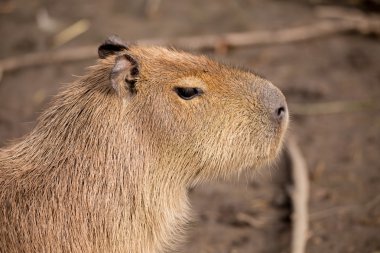 Capibara fotoğrafını ekrana kapatın