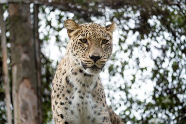 baş shot, Farsça leopard