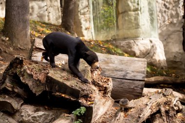 Sun bear also known as a Malaysian bear clipart