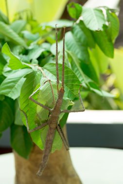 Phasmatodea, Stick Böcekler