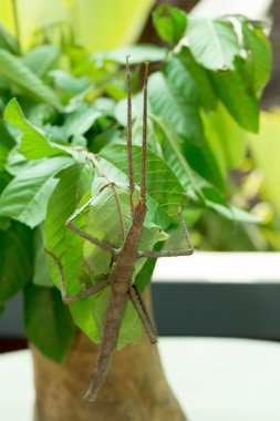 Phasmatodea, Stick insects clipart