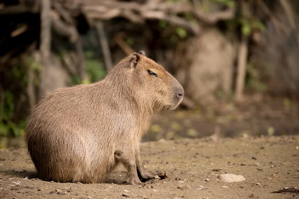 Närbild foto av kapybara — Stockfoto