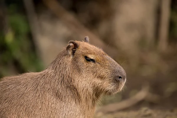 Nahaufnahme Foto von Wasserschwein — Stockfoto