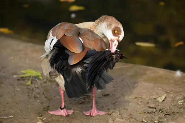 Ägyptische Gans — Stockfoto