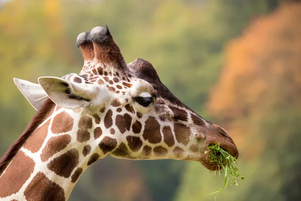 Jonge schattige giraffe grazen — Stockfoto