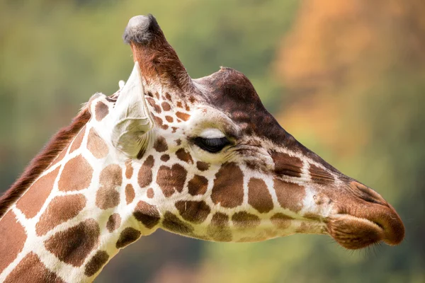 Jovem bonito girafa pastoreio — Fotografia de Stock