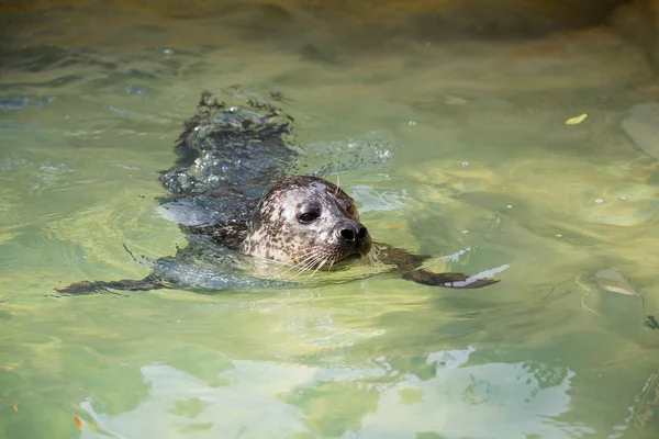 Portret van jonge harbor seal — Stockfoto