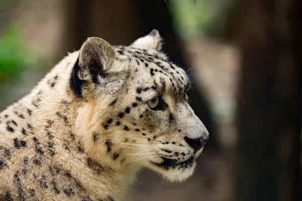 Leopardo da neve, Uncia uncia — Fotografia de Stock