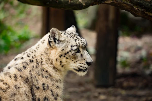 Leopardo de la nieve, Uncia uncia — Foto de Stock