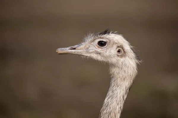 Porträtt av australisk emu (dromaius novaehollandiae) — Stockfoto
