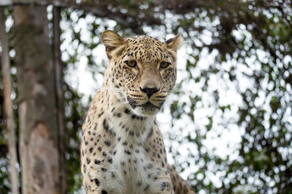 Hoofd geschoten van Persian leopard — Stockfoto