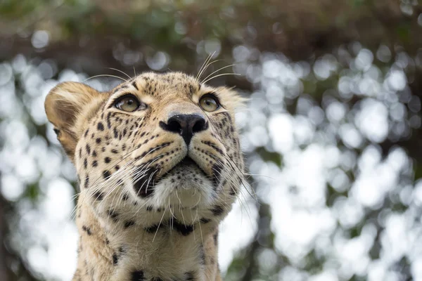 Hoofd geschoten van Persian leopard — Stockfoto