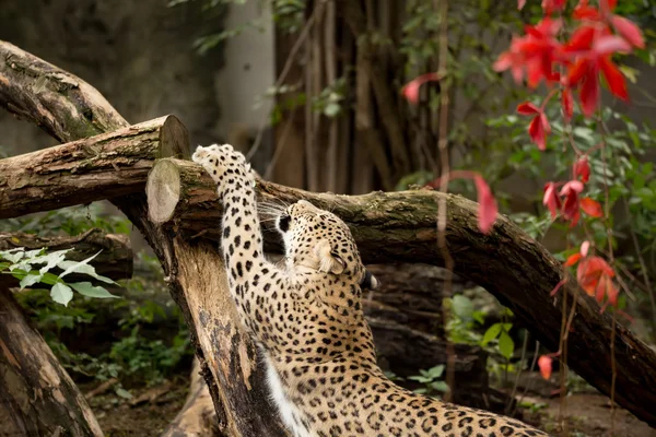 Tiro de leopardo persa — Fotografia de Stock