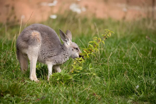 Bebê canguru vermelho — Fotografia de Stock