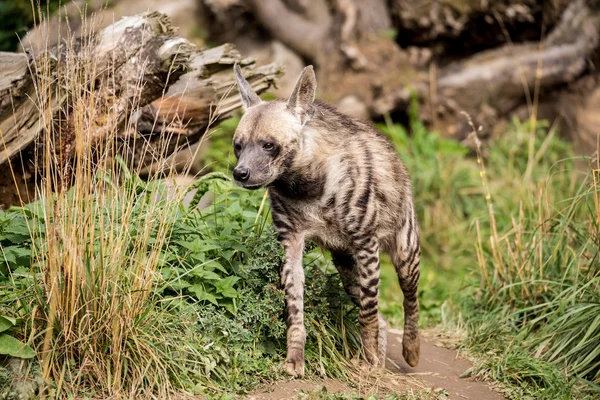 Hiena rayada (Hyaena hyaena) — Foto de Stock