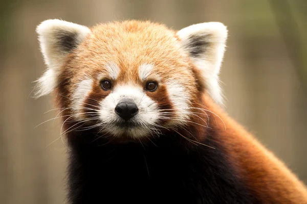 Panda rojo (Ailurus fulgens ) — Foto de Stock