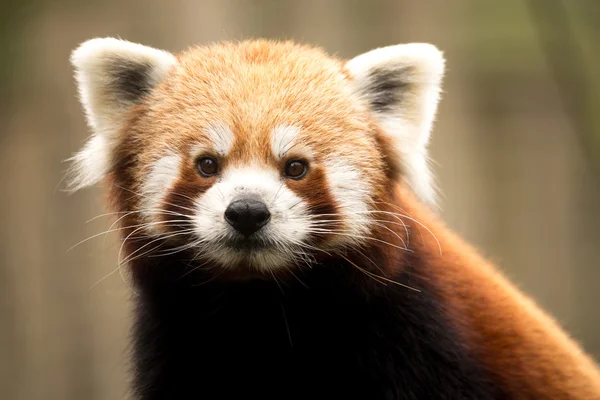 Röd Panda (Ailurus fulgens) — Stockfoto