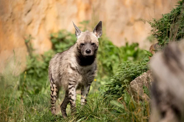Hiena rayada (Hyaena hyaena) — Foto de Stock