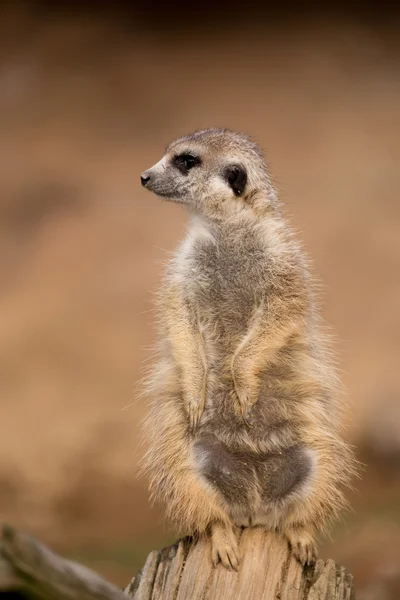 Női meerkat vagy suricate — Stock Fotó