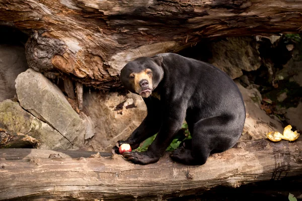 Oso sol también conocido como oso malayo — Foto de Stock