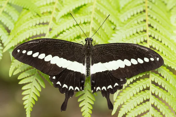 Красивая темная бабочка с белой полосой — стоковое фото