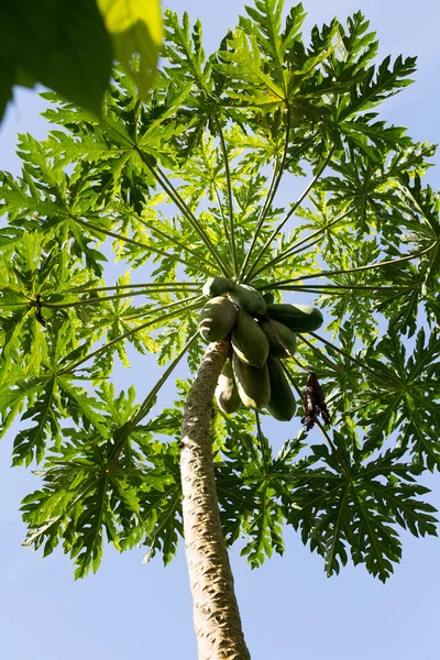 Groene papaja op de boom, Bali Indonesië — Stockfoto