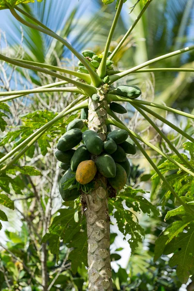 Zelené papáji na stromě, Bali Indonésie — Stock fotografie
