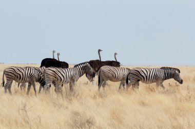 Zebra ve devekuşu Afrika Bush