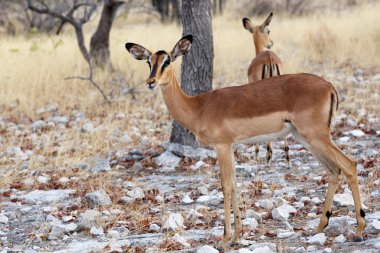 Impala antilop portresi