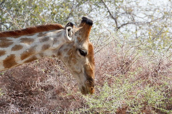 Girafe camelopardalis broutant sur un arbre — Photo