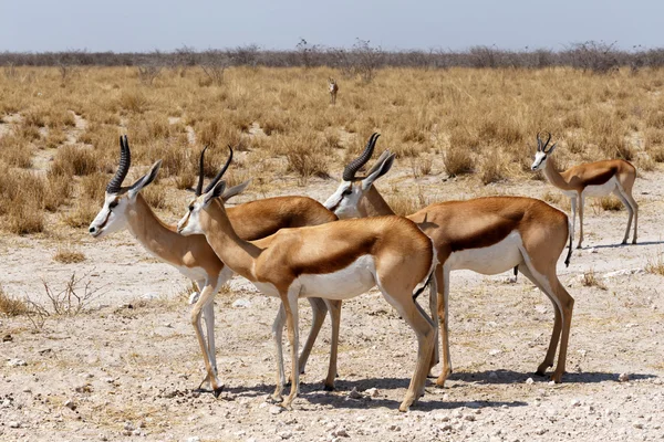 Troupeau de springbok à Etosha — Photo