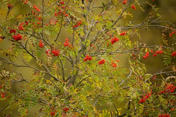 Árvore de bagas de Rowan (Sorbus aucuparia ) — Fotografia de Stock