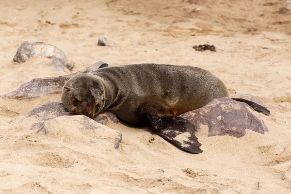 Leoni marini a Cape Cross, Namibia, fauna selvatica — Foto Stock