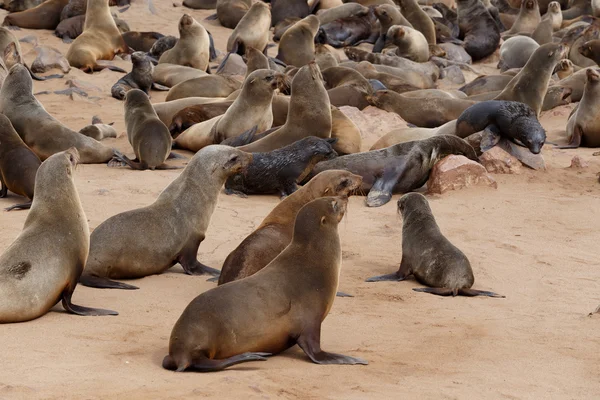 Sea lions in Cape Cross, Namibia, wildlife — Stock Photo, Image