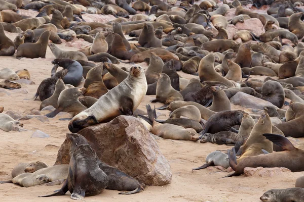 Zeeleeuwen in Kaap Kruis, Namibië, dieren in het wild — Stockfoto