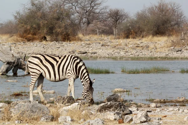 Zèbre dans la brousse africaine sur le trou d'eau — Photo