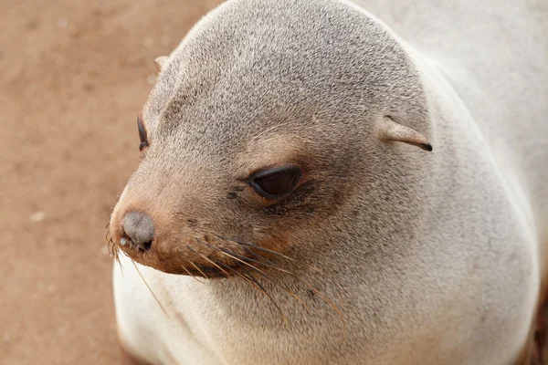 Sea lions in Cape Cross, Namibia, wildlife — Stock Photo, Image