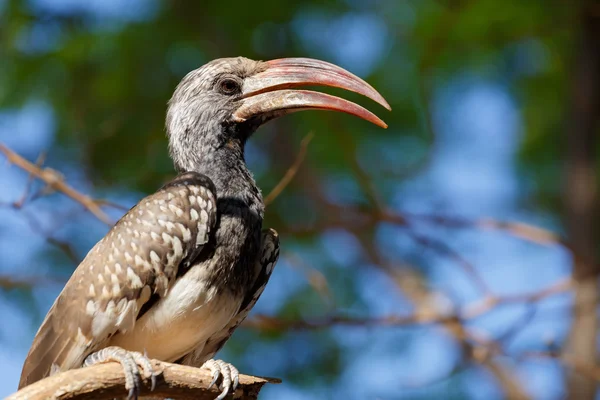 Hornbill de pico amarillo sentado en una rama y descansando — Foto de Stock