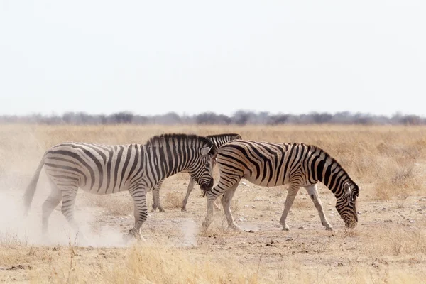 Zebra na zakurzonych biały piasek — Zdjęcie stockowe