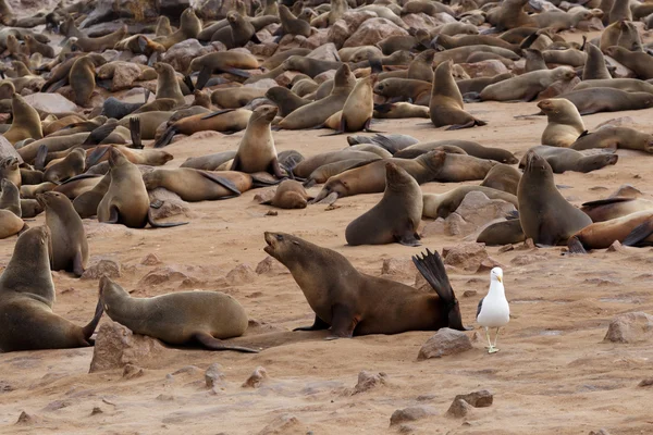 Lobos marinos en Cape Cross, Namibia, fauna —  Fotos de Stock