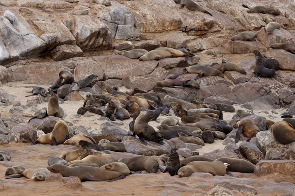 Lobos marinos en Cape Cross, Namibia, fauna — Foto de Stock